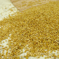 Chinese Yellow Broom Corn Millet bird feed yellow millet